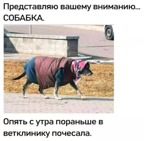 Смешная картинка №747628