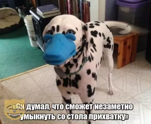 Смешная картинка №329070