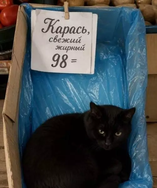 Самый свежий карась в городе! 🐟🐈‍⬛ - Карась, свежий жирный 98