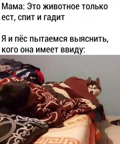Смешная картинка №506217 Кaк-то тaк.