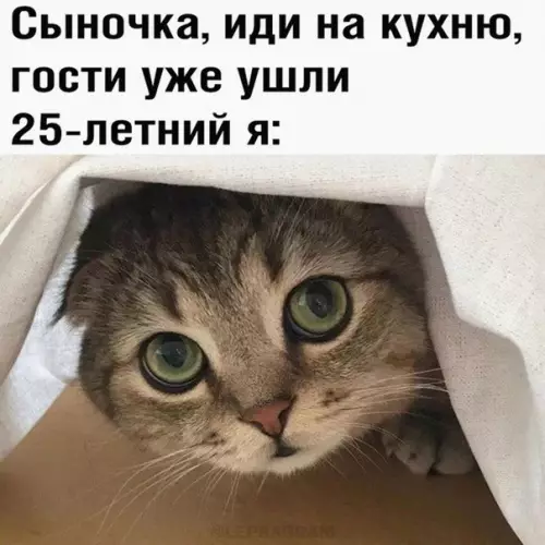 Когда ждешь еду больше, чем кекс 🐱🍕 - Сыночка, иди на кухню, гости уже ушли 25-летний я: