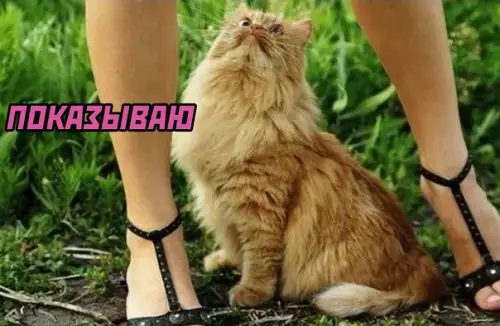 продолжение Смешная картинка №590203 про рыбов