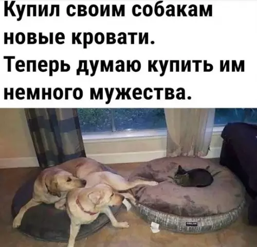 Смешная картинка №775480 домашние животные