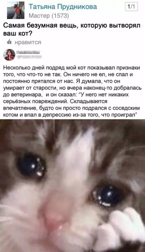 Смешная картинка №634062 Валерьянки бахнет и придет в себя)