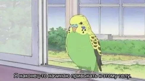 Смешная картинка №196224 Отличная фраза, которой стоит научить попугая
