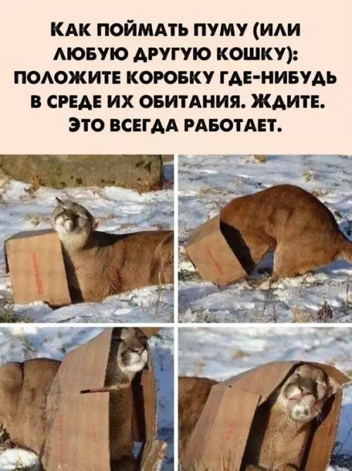Смешная картинка №615393 Потому что большие кошки - все равно кошки ??