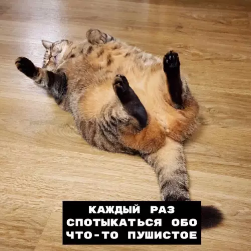 Смешная картинка №377960 Перед тем, как завести кота, приготовьтесь:
