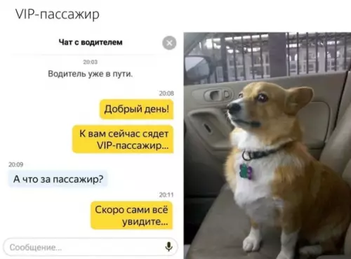 Смешная картинка №496165 Caмый милый пассажир на свете