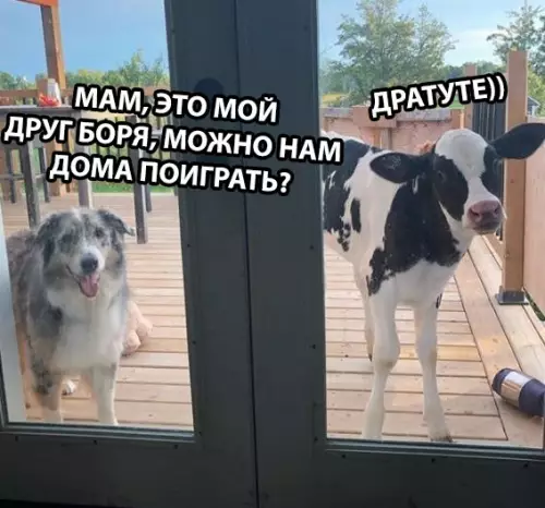 Смешная картинка №300862