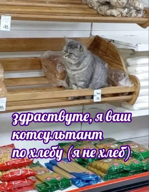 Смешная картинка №644579 Буханочку серого, пожалуйста