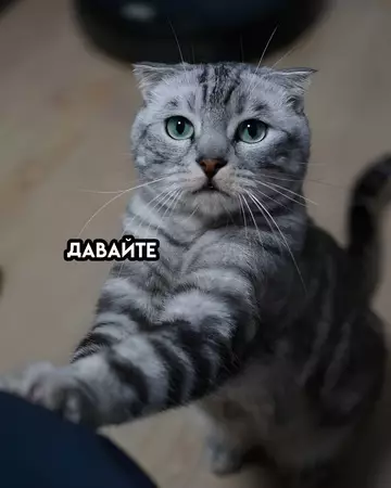 продолжение Смешная картинка №748024