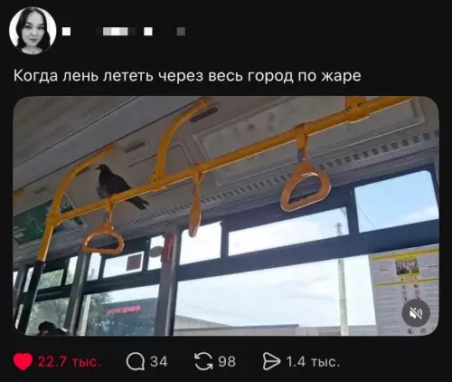 Голубь на стиле: когда лень куда-то идти 🕊️ - Когда лень лететь через весь город по жаре