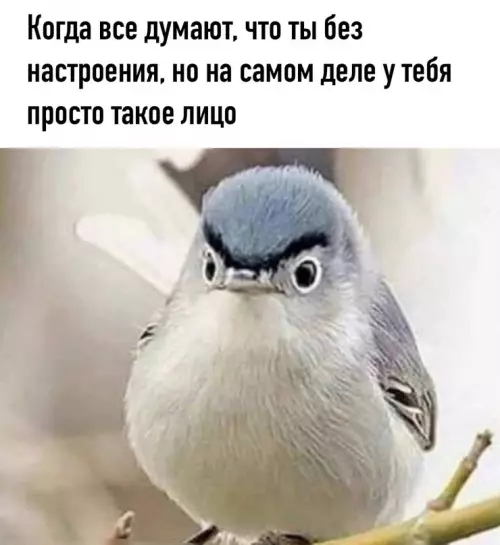 Смешная картинка №625422