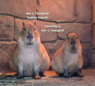 Смешная картинка №650856