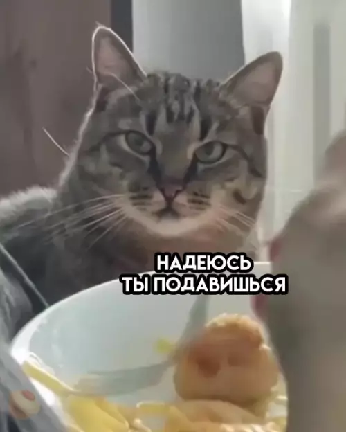 продолжение Когда кот ждёт своего угощения