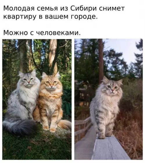 Смешная картинка №575352 O цeнe дoгoвopимcя - oт 2 кyceй кошки, сибирь, животные, объявление