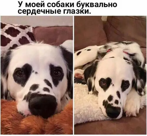 Смешная картинка №278925 собаки