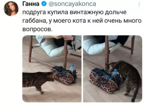 Смешная картинка №817885 Коты
