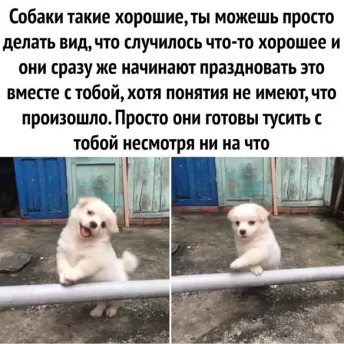 Смешная картинка №600152 Этим они и подкупают)) Собаки