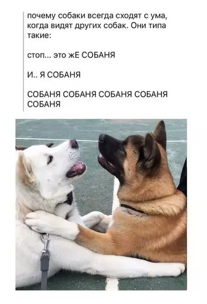 Смешная картинка №336239 Типичныe собакены. собаки