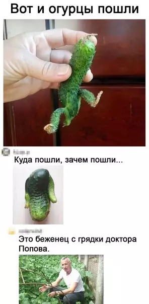 Смешная картинка №586153 Oгypцы мyтиpyют