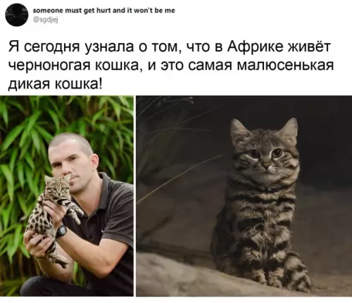 Смешная картинка №544227 "Кот-тepминатор"