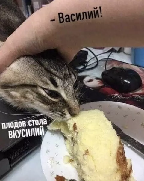 продолжение Смешная картинка №580860 Василий не знает слова "нет" - его не остановить :) коты