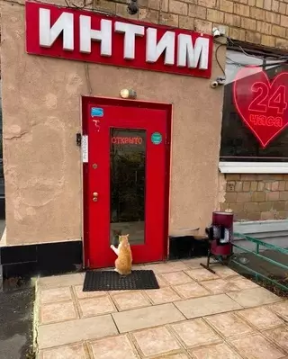 Смешная картинка №707230 коты