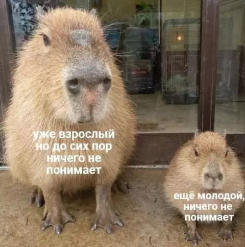 Смешная картинка №675356