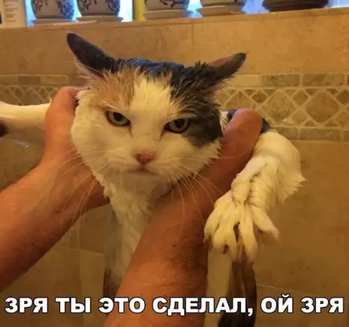 Смешная картинка №178159 коты