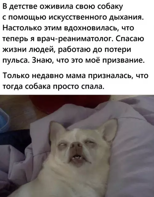 Смешная картинка №680154 Собака в шоке от таких действий с ней