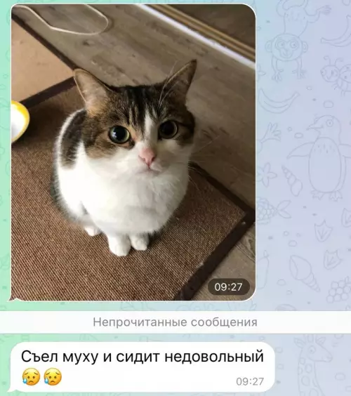 продолжение Смешная картинка №654000