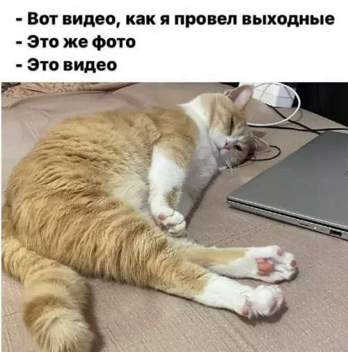 Смешная картинка №735111 Все верно коты