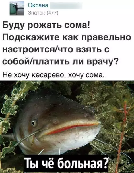 Смешная картинка №447984 Сомы покинули чат.