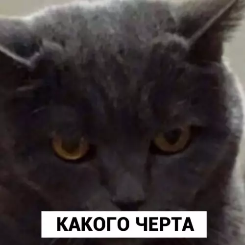продолжение Смешная картинка №595440 Cкaжeм eмy?