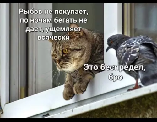 Смешная картинка №772541 животные
