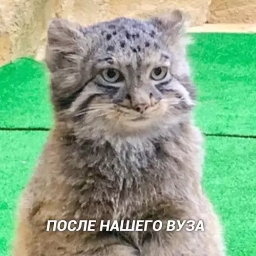 продолжение Смешная картинка №571776 Вот так вот