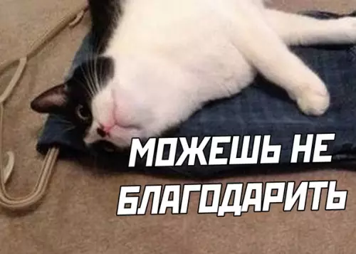 продолжение Смешная картинка №576327 кошки, коты