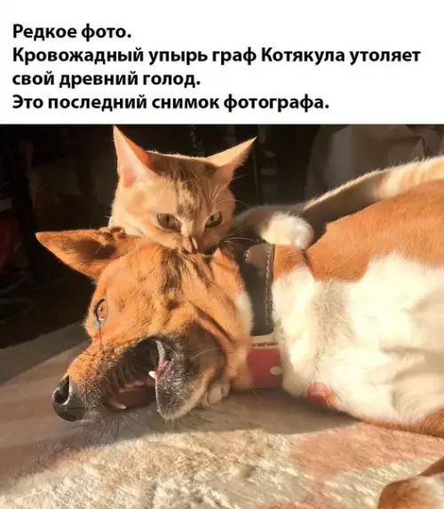 Смешная картинка №267331