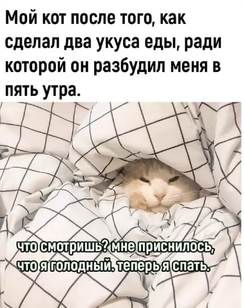 Смешная картинка №700448 Коты 