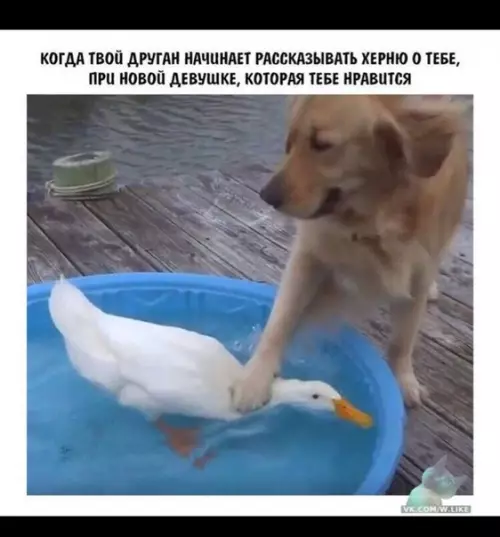 Смешная картинка №356321
