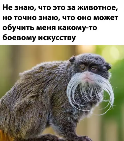 Смешная картинка №648480