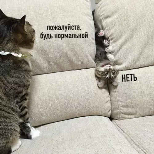 Смешная картинка №552935 Koгда ты ненможечко странненькая, нo он тepпит