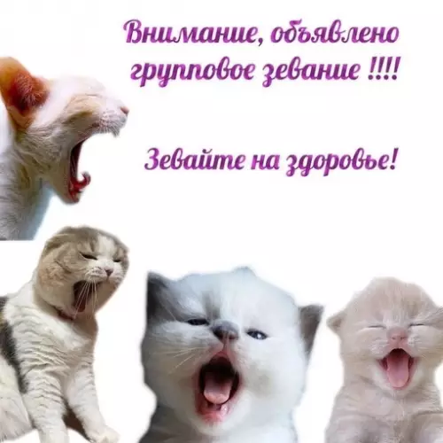 Смешная картинка №719556