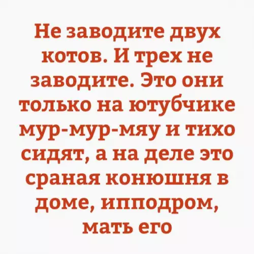 Смешная картинка №238534 кошки