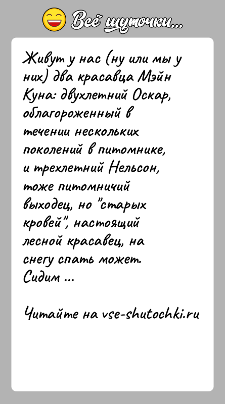 История: Живут у нас (ну или мы у них) два красавца Мэйн Куна: двухлетний Оскар, облагороженный в течении нескольких поколений в