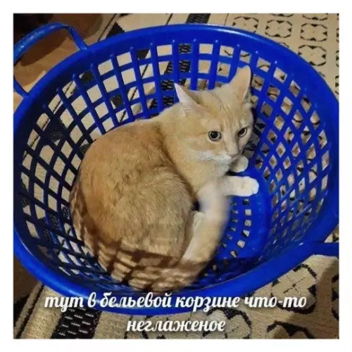 Смешная картинка №757981 Забыли погладить...