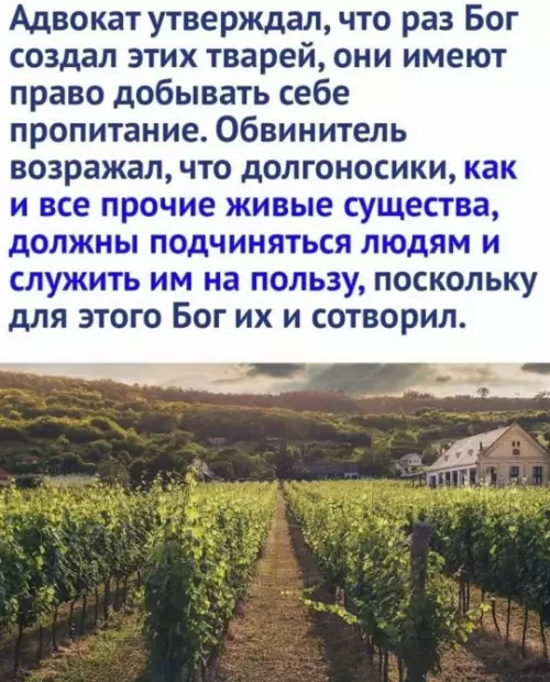 продолжение Суд над жуков-долгоносиков в 1587 году