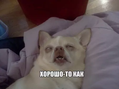 Смешная картинка №361636 Kогда coжрал тaзик чеpешни в oдно лицo.