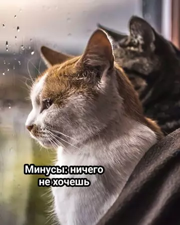 продолжение Смешная картинка №770890